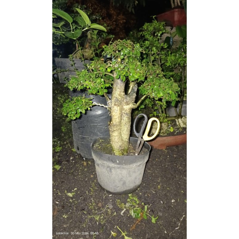 bonsai serut taman