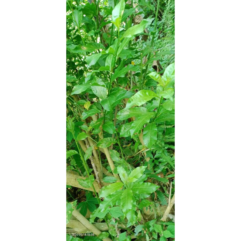

DAUN HERBAL DAUN AFRIKA DAUN DAYANG 500GRAM
