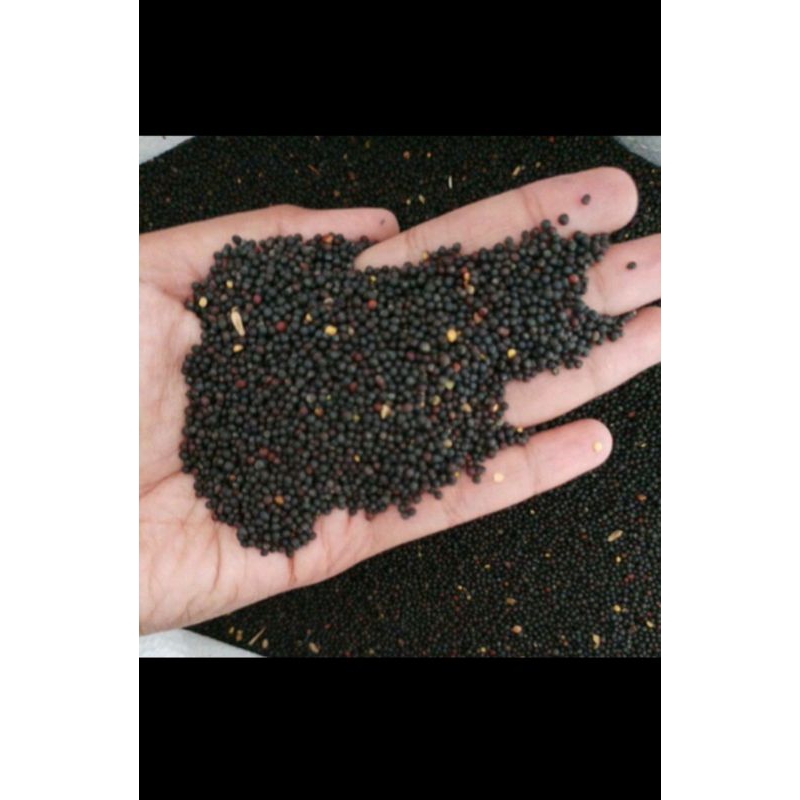 Biji Sawi Pakan Burung