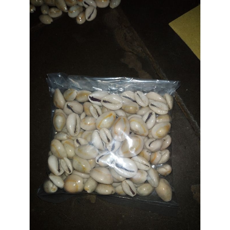 biji kerang congklak dakon