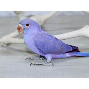 indian ringneck violet