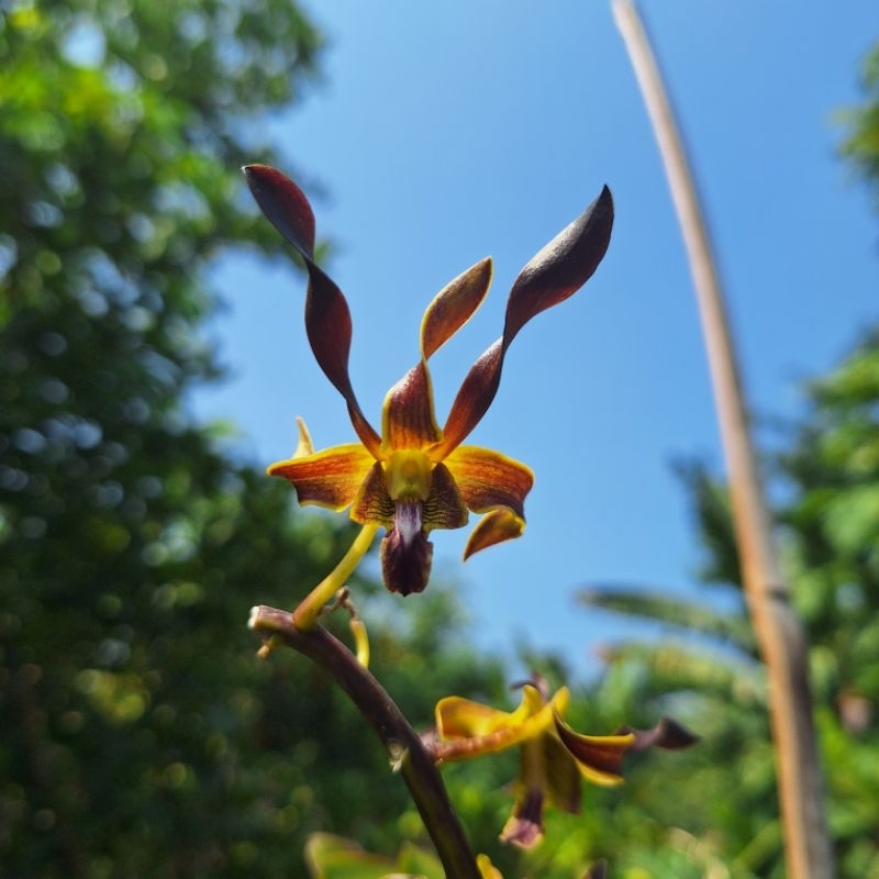 Anggrek dendrobium keriting/spatulata Spike/Knop