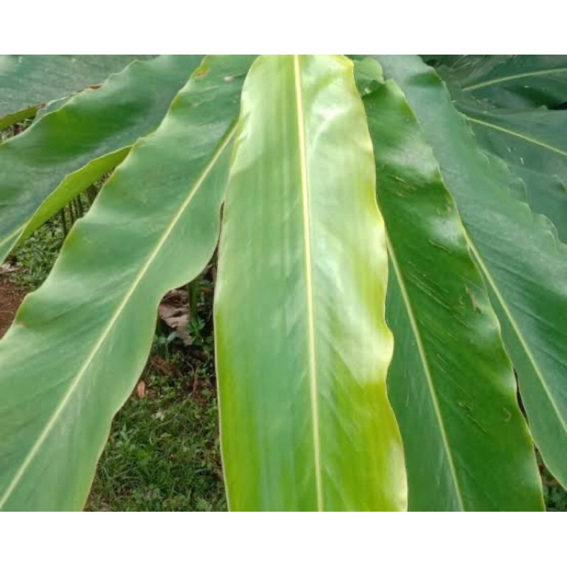 

Daun kecombrang daun honje segar 1 kg-az