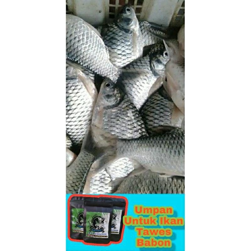 [BISA COD] Umpan Untuk Mancing Ikan Tawes Liar Paling Ampuh