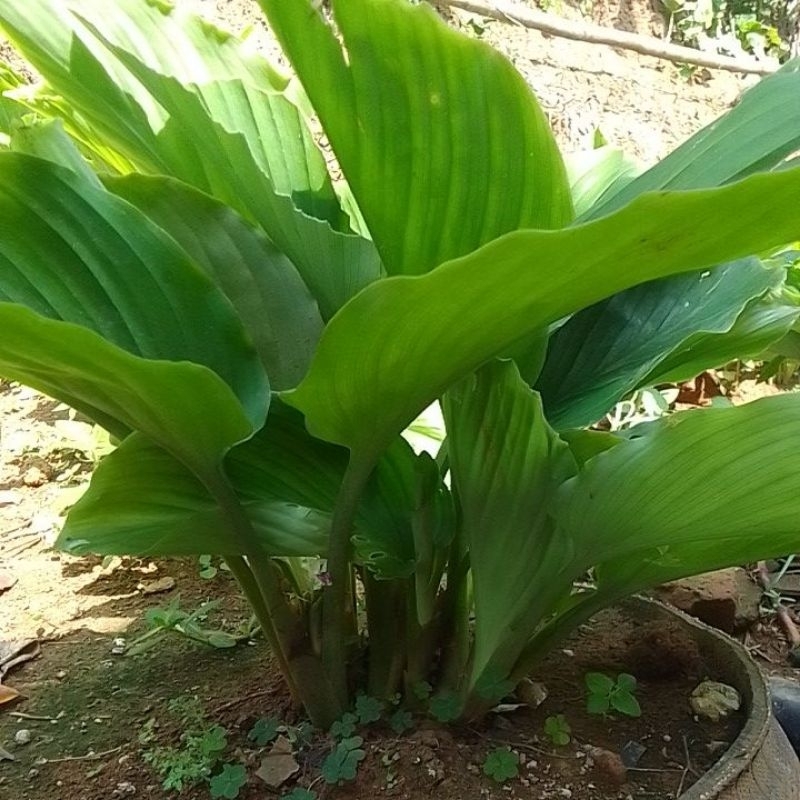 

paket 1kg daun kunyit hitam bahan herbal untuk di ambil sarinya