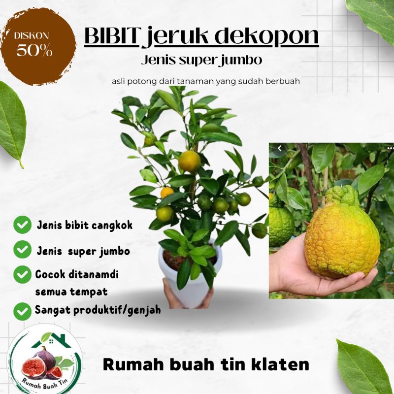 bibit jeruk DEKOPON jumbo jepang asli