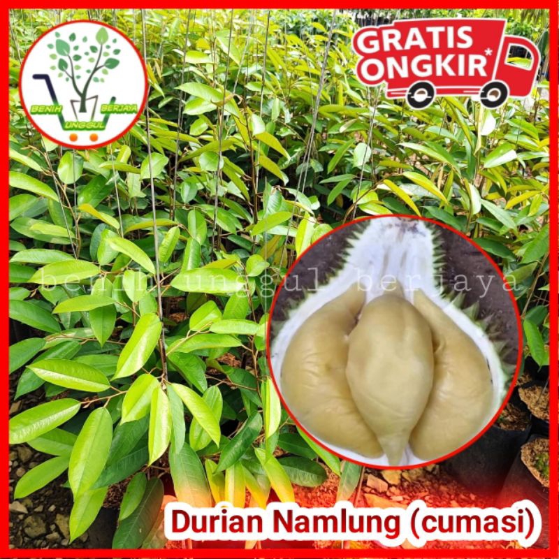 Bibit Durian Namlung / Cumasi Valid