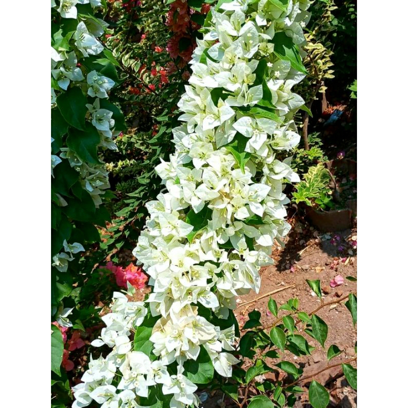 Bunga Bougenville EM Ekor Musang Putih