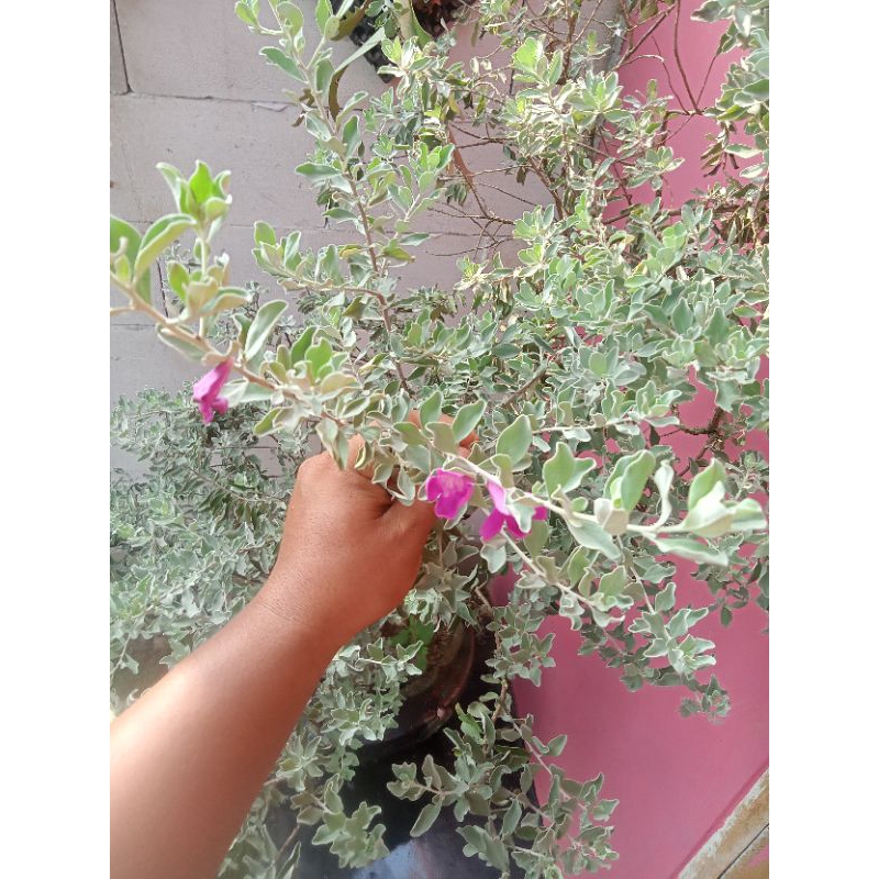 Leucophyllum frutescens Tanaman Texas sage,Texas Ranger sage,Leucophyllum frutescens,hijau perak tin