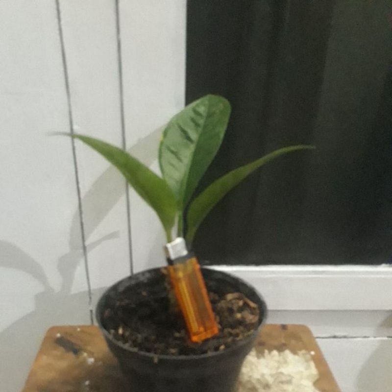 Anthurium Levis curly