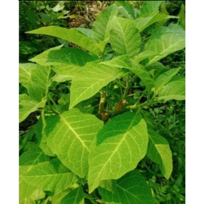 

Daun kecubung segar 500gr