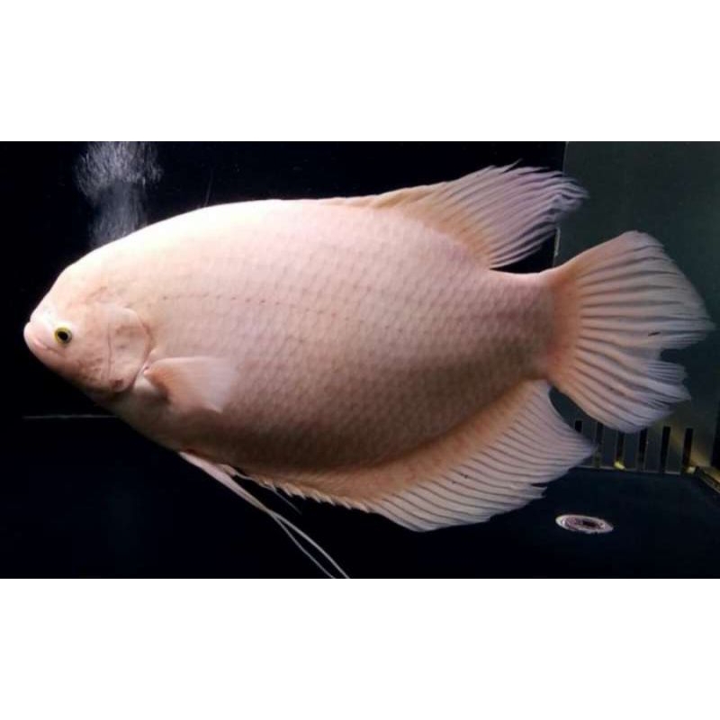 Ikan Gurame Padang Jumbo Calon Indukan (Harga Promo)