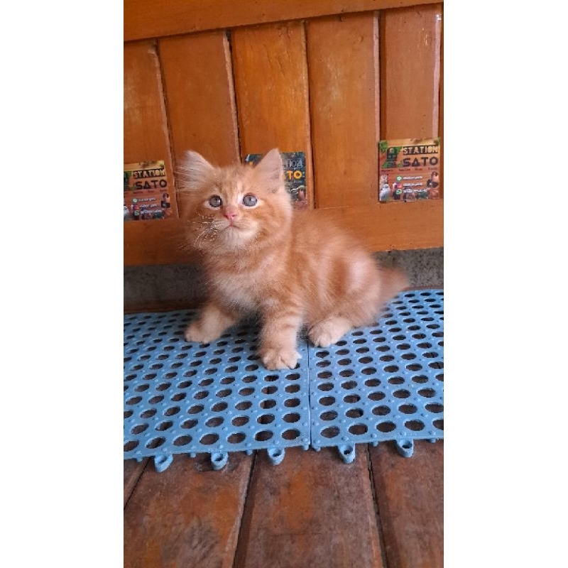 Kitten Persia Medium Oren Longhair Kode A