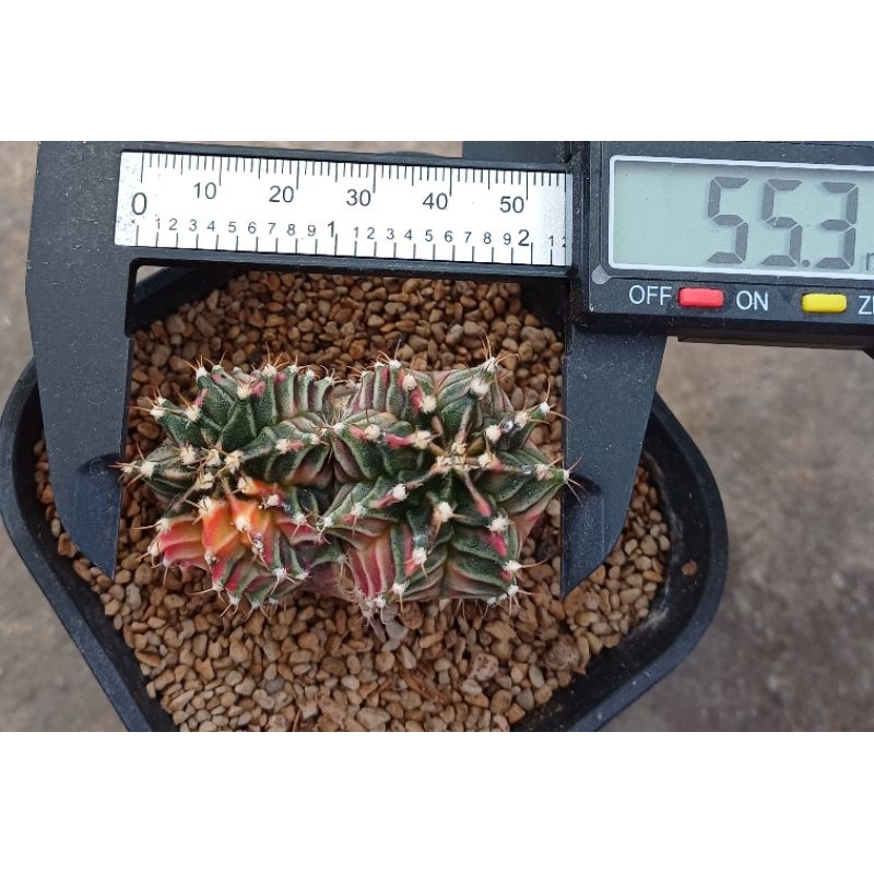 Gymno Starfire Doublehead