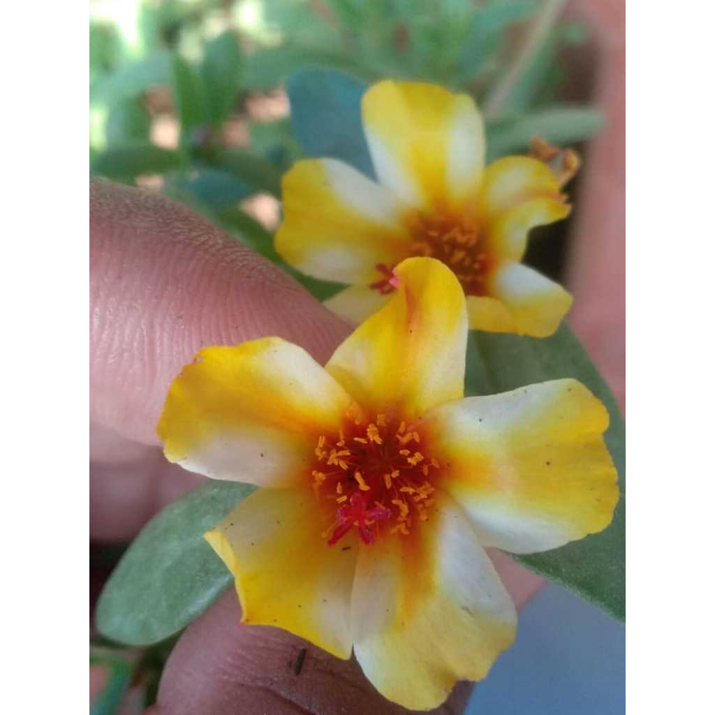 Tanaman bunga krokot portulaca duna D02