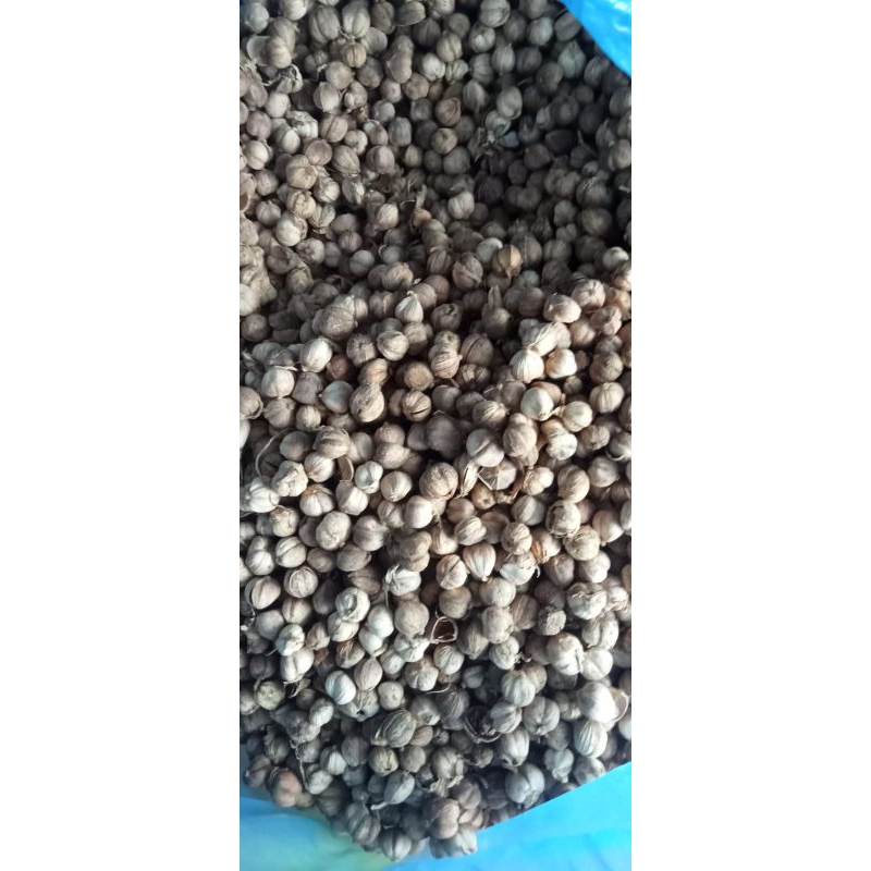 

biji kapulaga kering lokal 1-5 kg .biji kapol rempah alami murni terbaik termurah the best seller termurah harga grosir