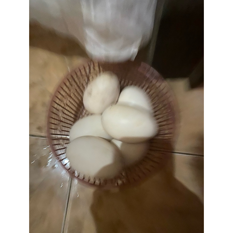 

TELUR ANGSA MASIH FRESH MINAT TANYA TANYA DULU