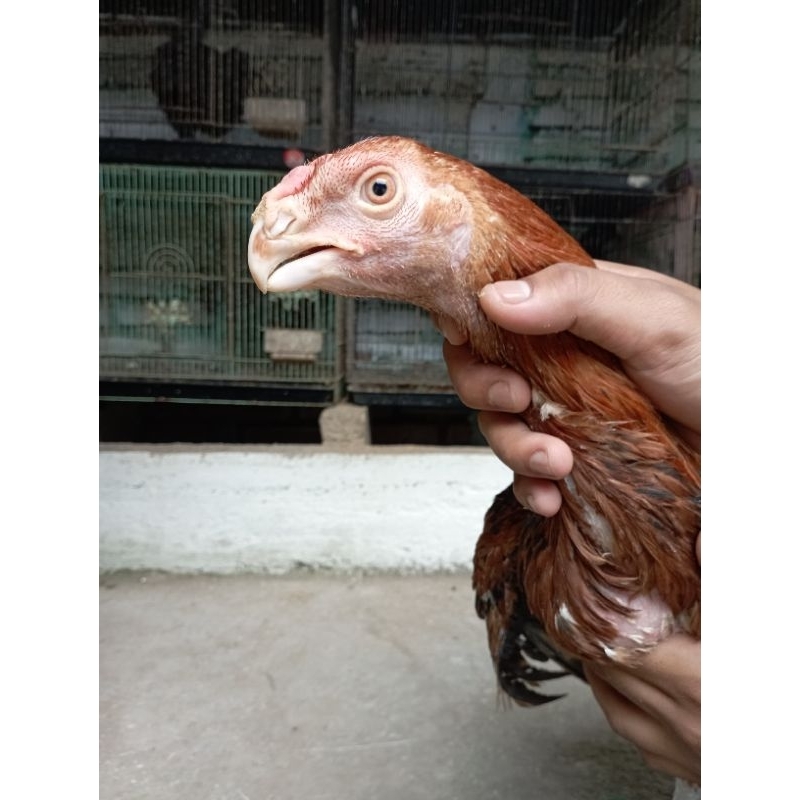 

AYAM ASSELPAROOT BEAK REMAJA