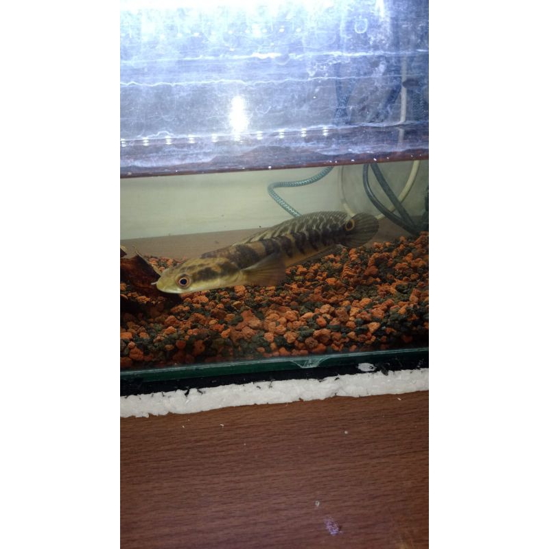 Maru-ys batik uk 16-15cm