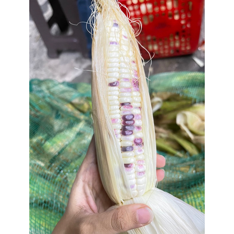 

JAGUNG KETAN