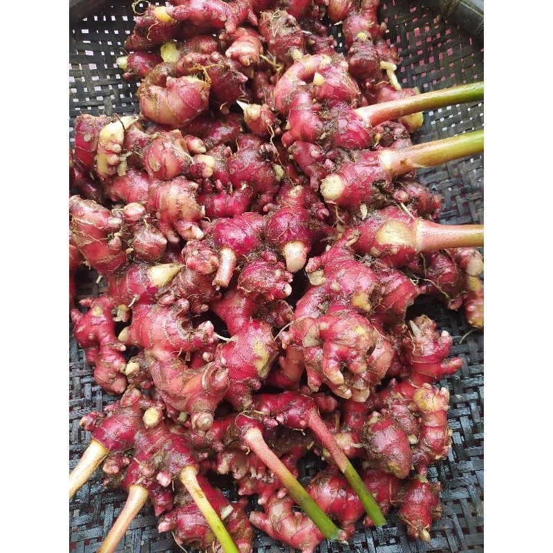 

jahe merah segar asli dadakan per 1KG