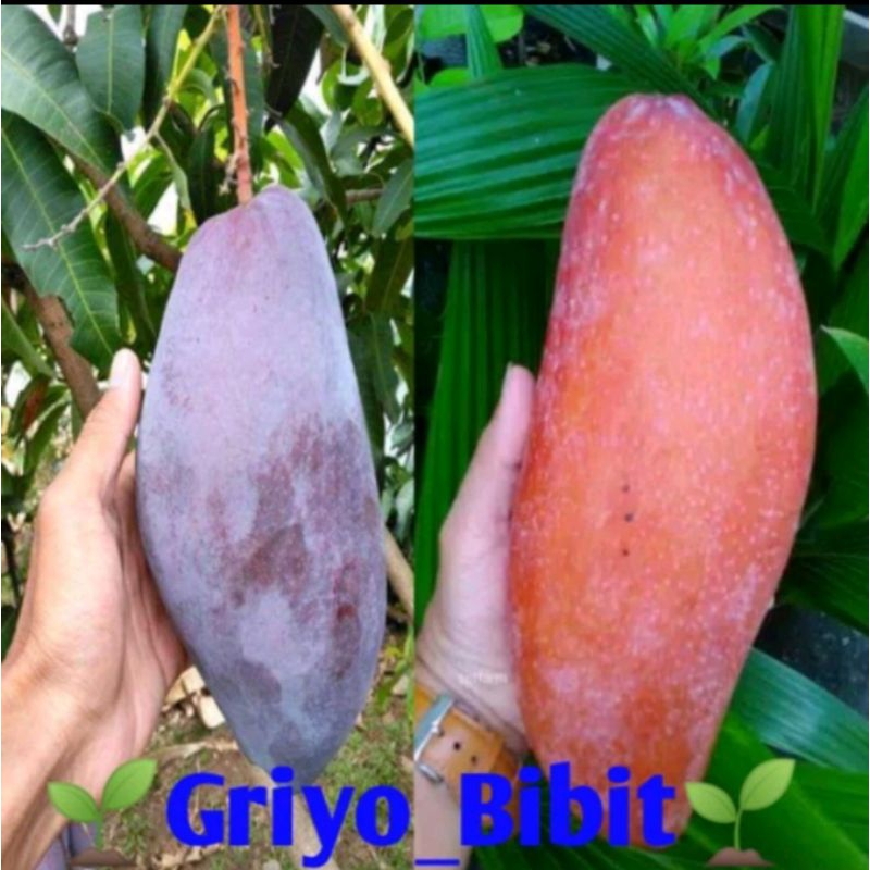 

Mangga 2 dimensi(COD)