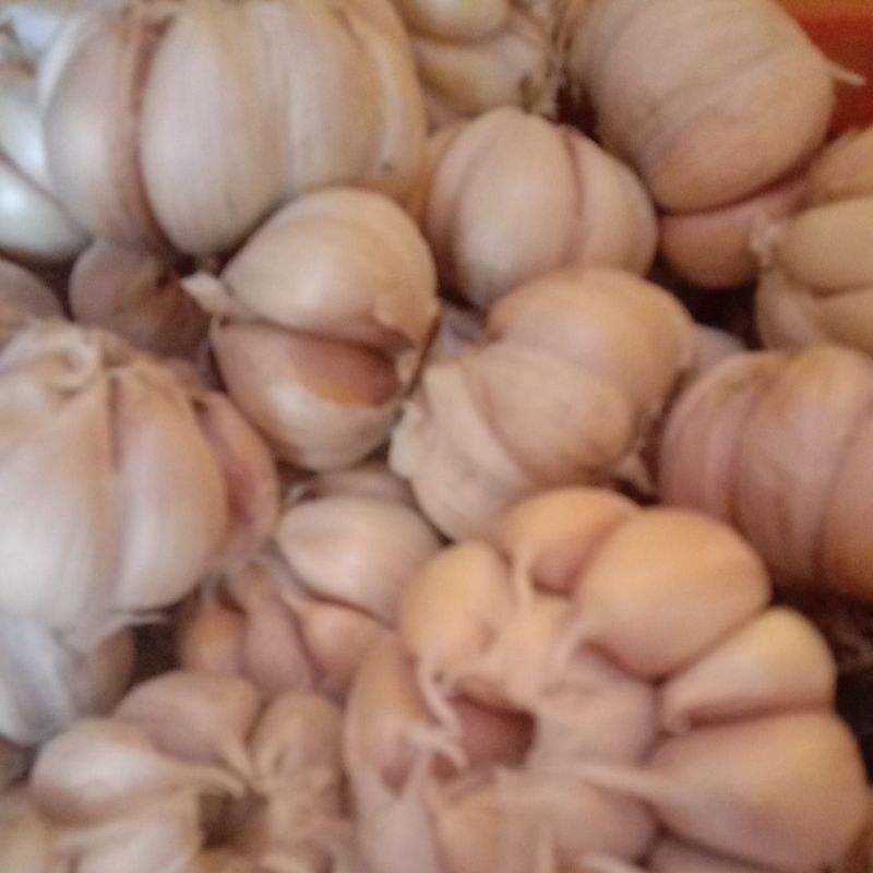 

bawang putih sinco