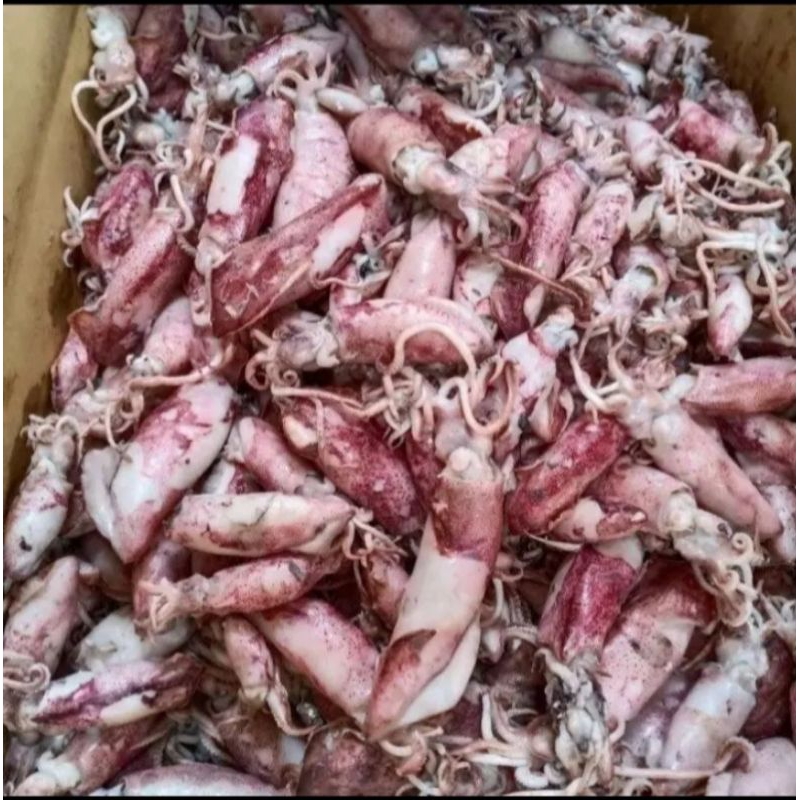 

khusus pembelian cumi saepul cikarang selatan 20kg