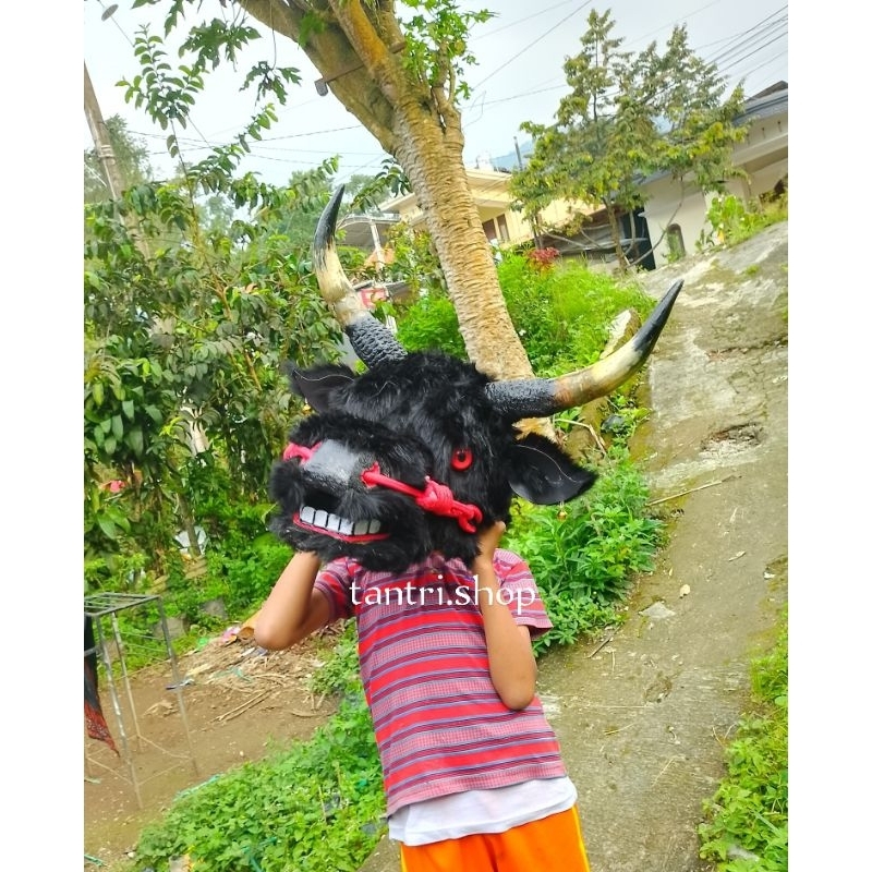 Hisperingin_ Bantengan Bulu - Banteng Bulu Korea Hitam - Bantengan - Banteng Gerandongan - Banteng