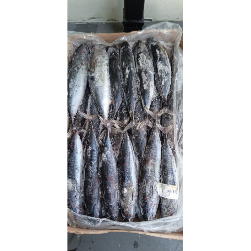 

ikan deho fresh 10kg