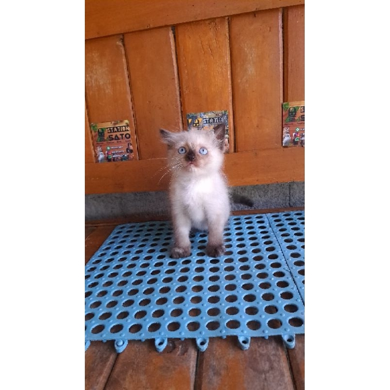 Kucing Persia Himalaya Longhair