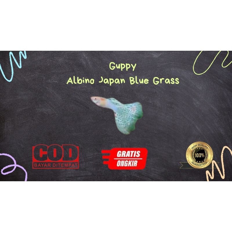 

Packing kardus / styrofoam guppy albino japan blue grass