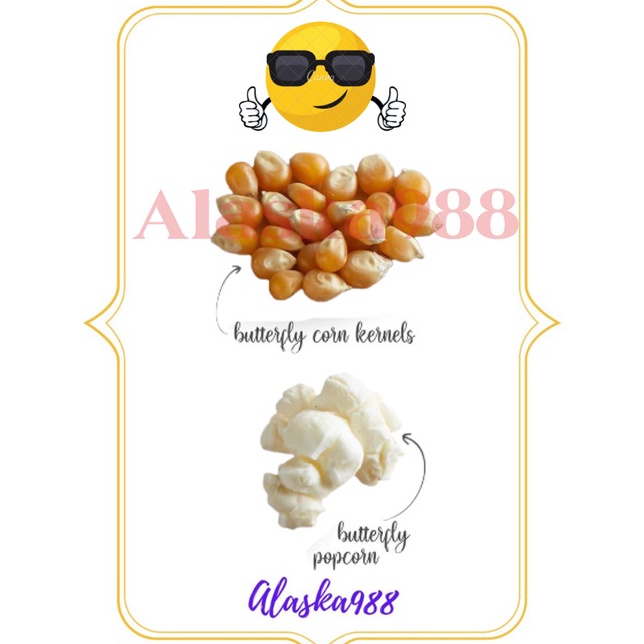 

KODE PRODUK DL6YM6358 Biji Jagung Popcorn Butterfly USA Repack 1 KG