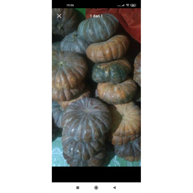 

labu kuning Pulen