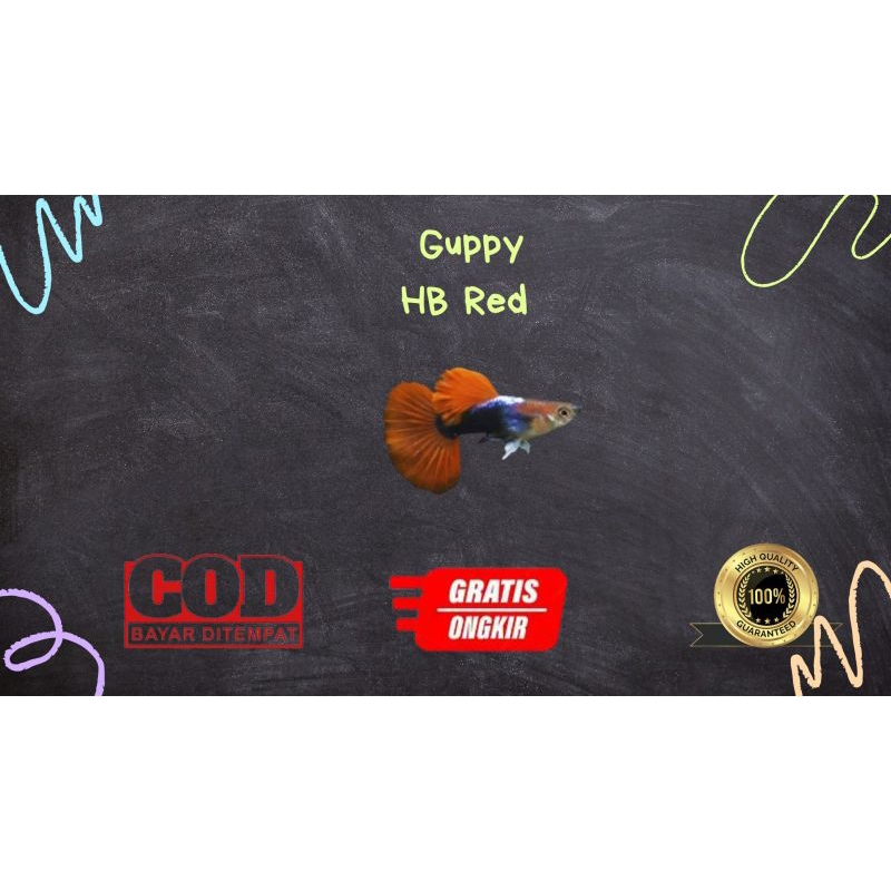 

Packing kardus / styrofoam guppy hb red