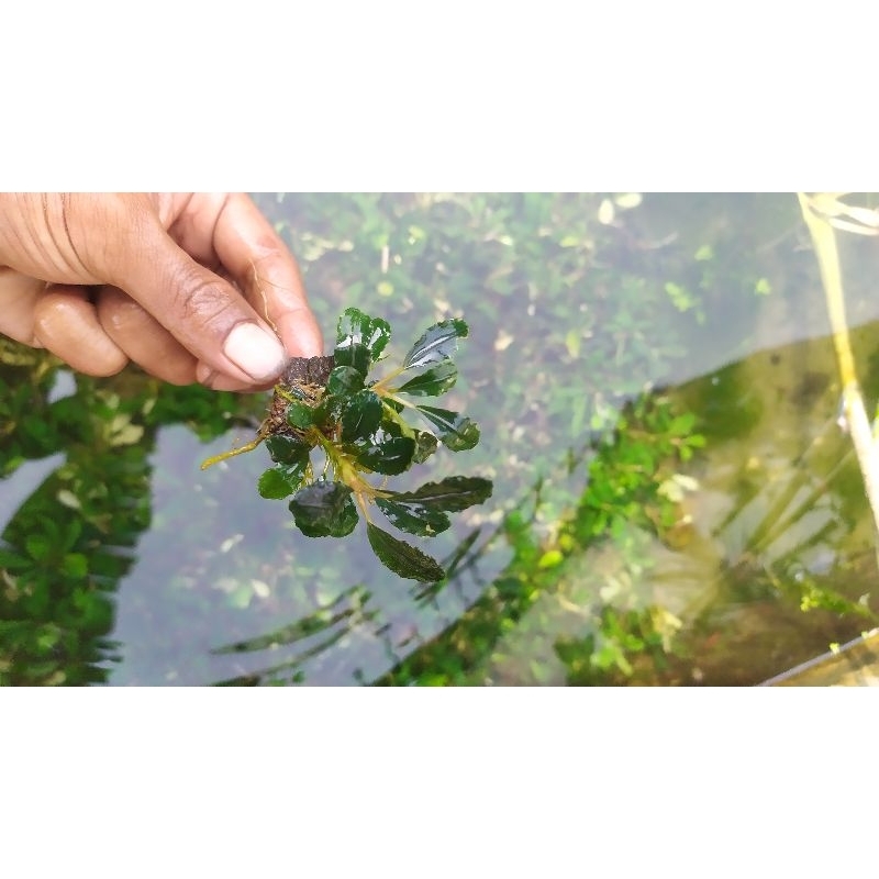 buce mini media batu tanaman aquascape