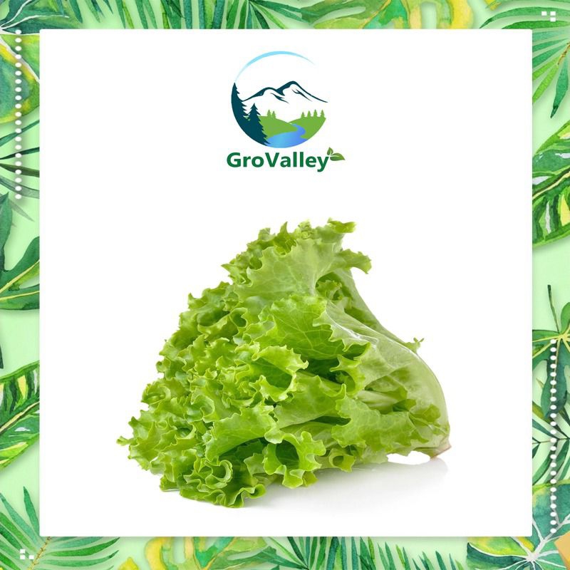 

Selada Keriting / Green Leaf Lettuce Hidroponik