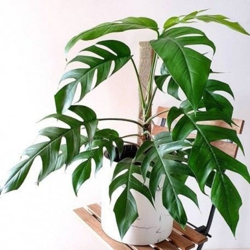 Monstera epipremnum / Monstera ekor naga