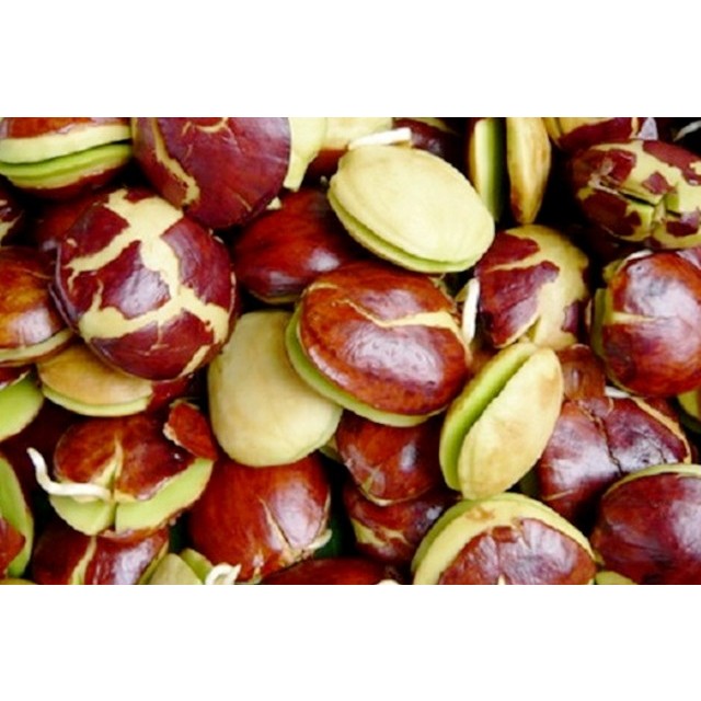 

Jengkol Jepara Asli Murah Segar