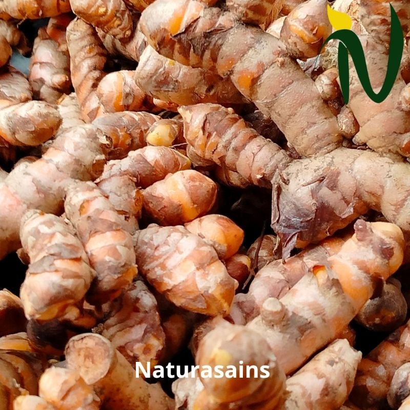 

Kunyit segar bersih 1 kg (RIMPANG CAMPUR KECIL& BESAR)