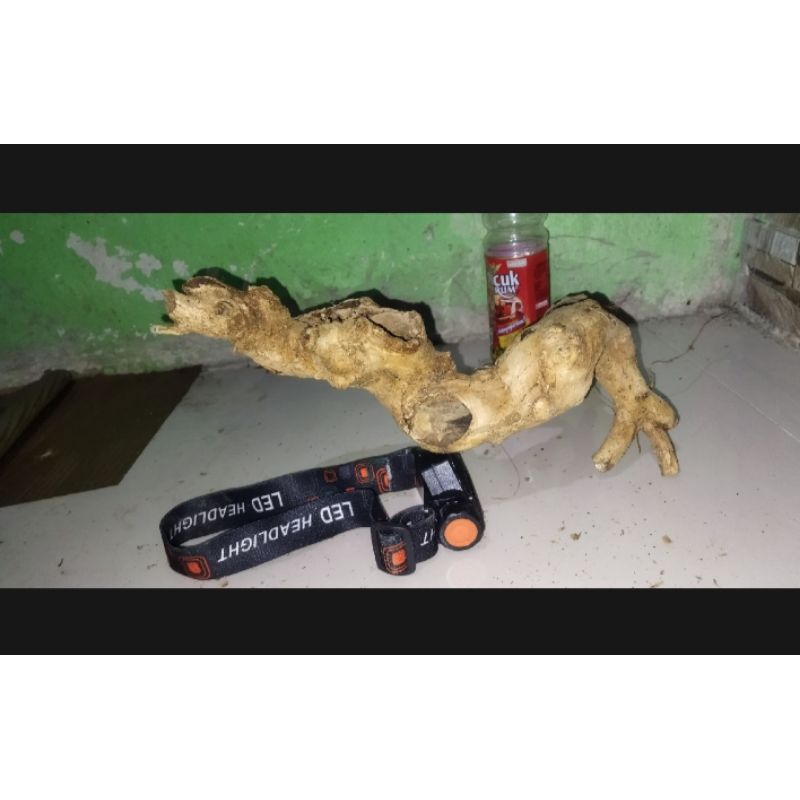 Bonsai wahong gunung bisa disambung Sancang