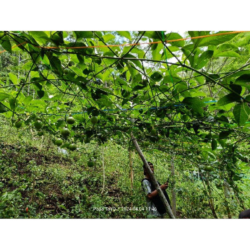 

Buah Markisa / Passion Fruits / Markisa Kuning /1kg