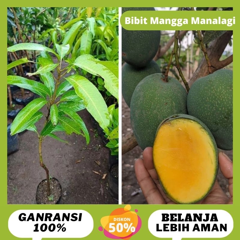 Bibit Buah Mangga Manalagi Bibit Mangga Manalagi Bibit Mangga