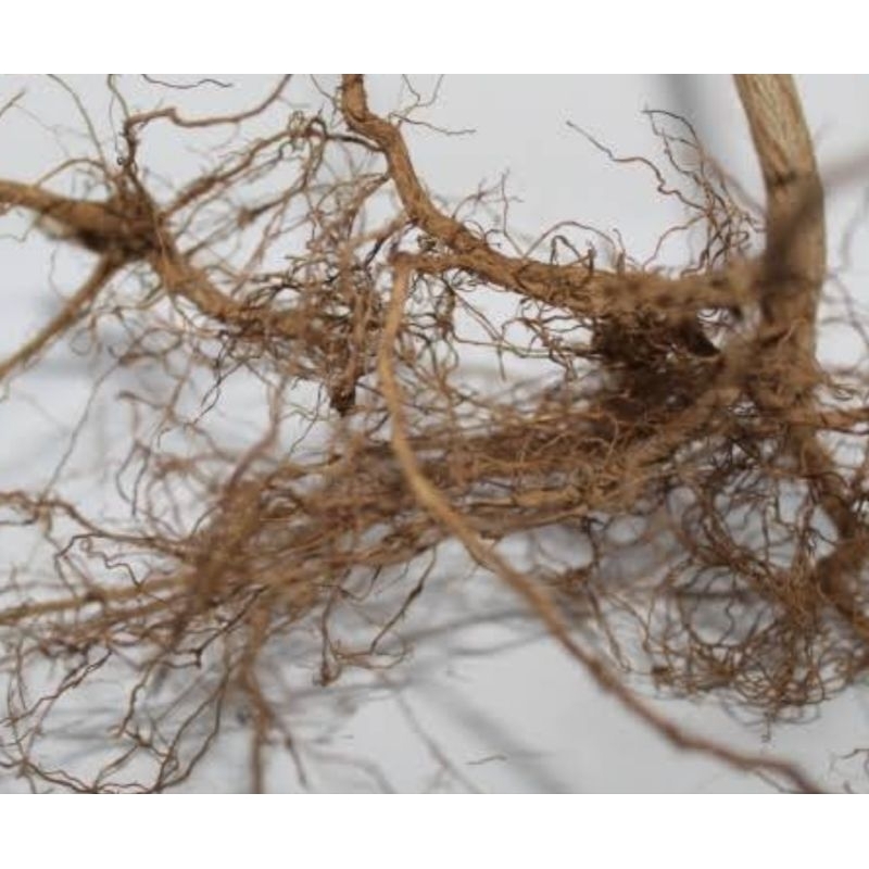 

Akar jarong segar akar pecut kuda segar 500 gram-az