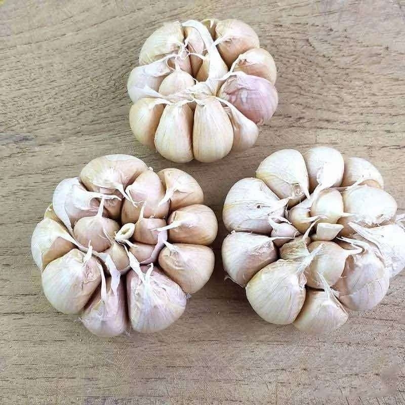 

Bawang Putih Honan Royal 1Kg