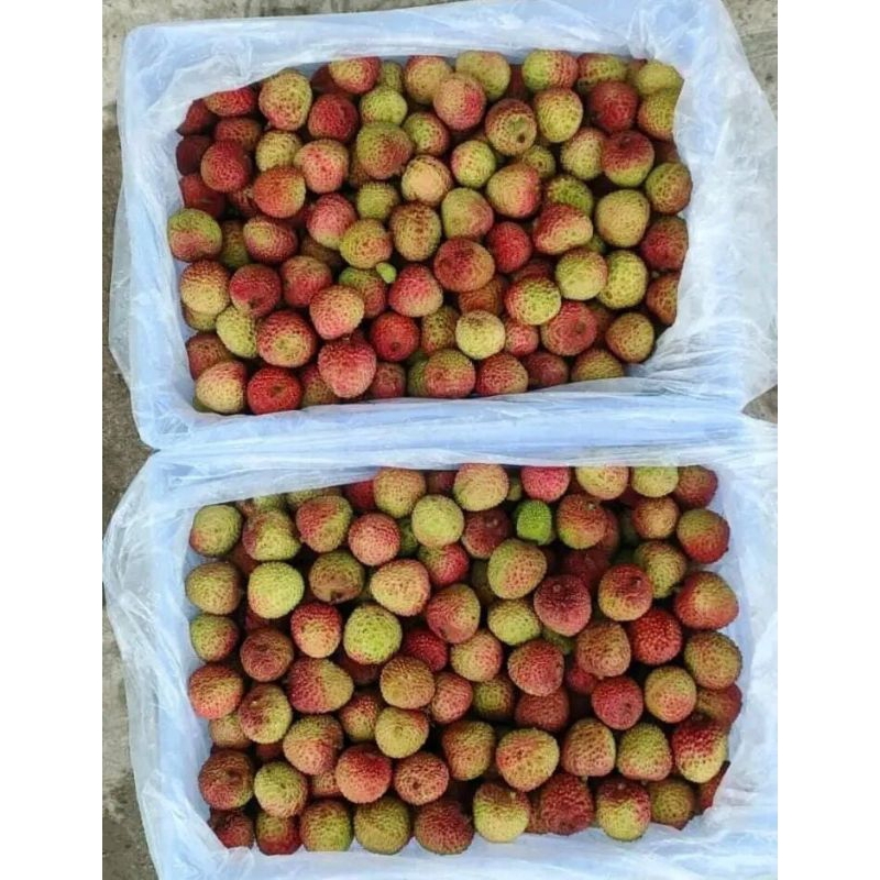 

Buah Lyce Madu