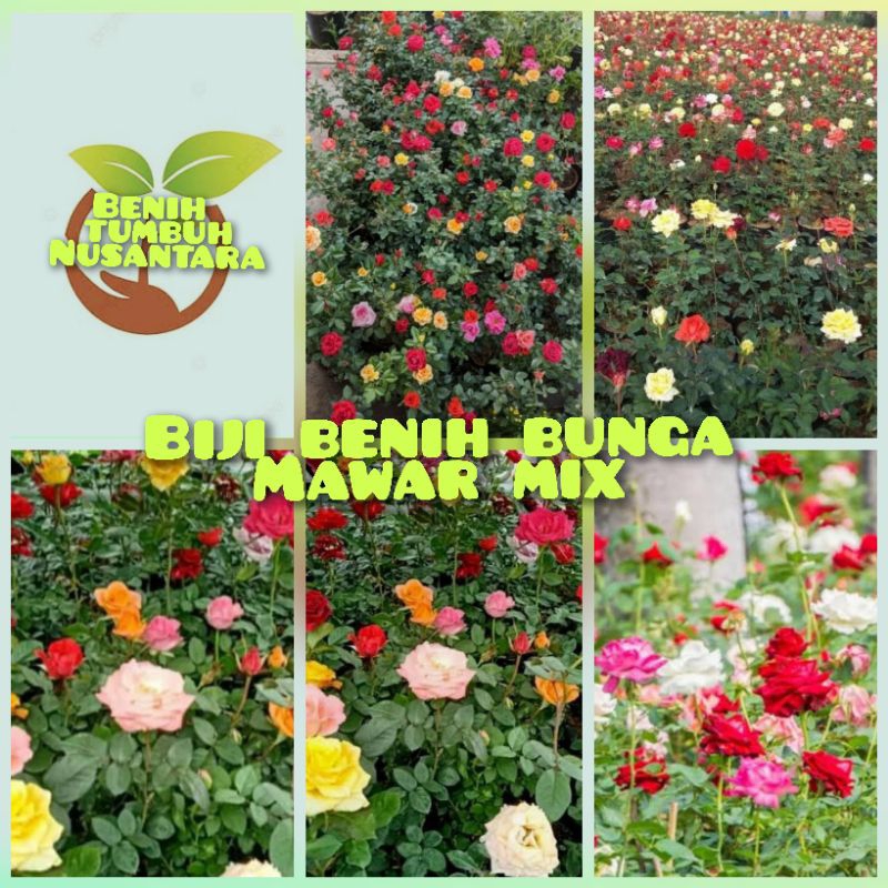 biji benih bunga mawar mix warna warni