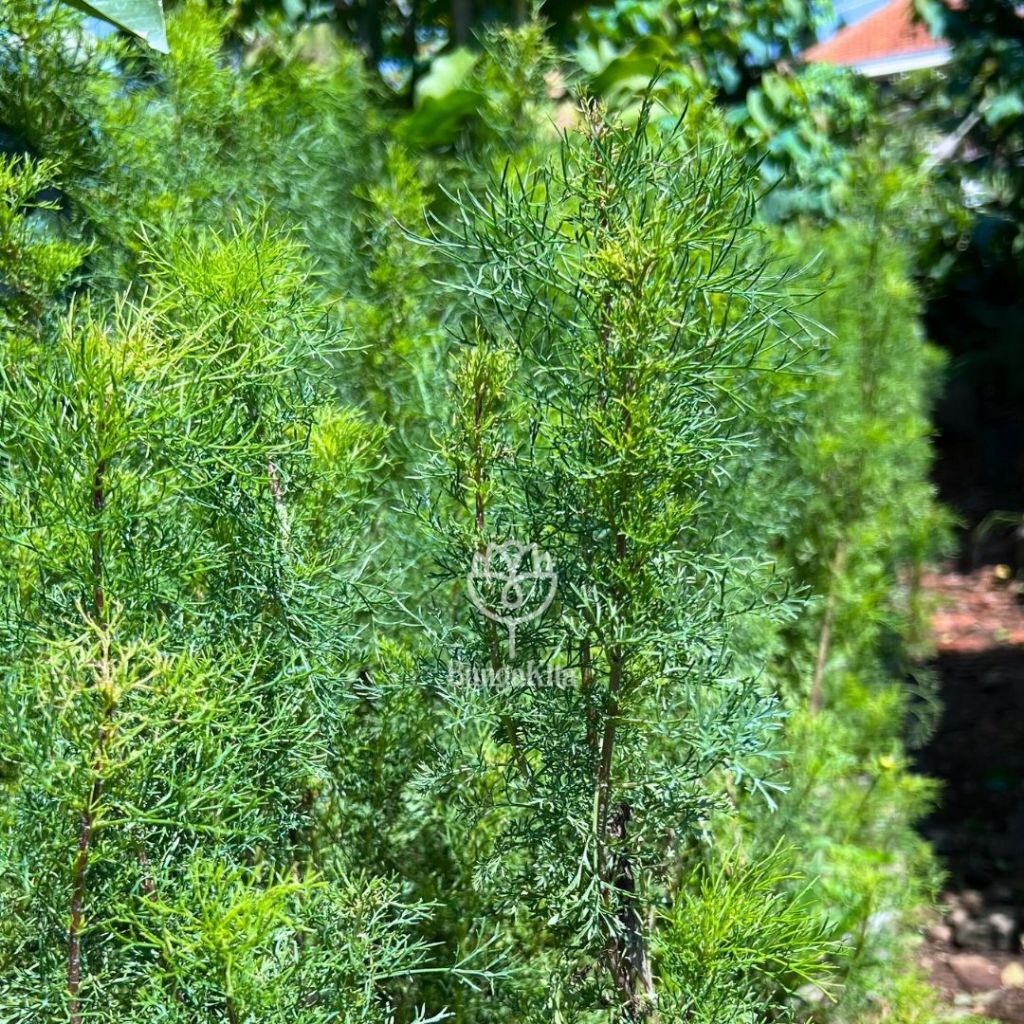 Tanaman Pagar CEMARA AIR