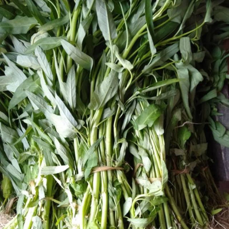 

Sayur Kangkung 1 ikat