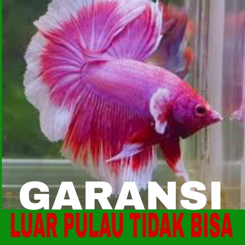 ikan cupang halfmoon sz L Bonus pakan